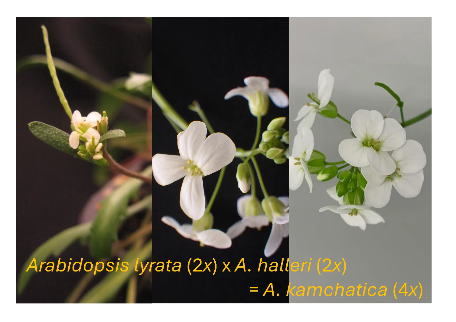 Arabidopsis lyrataとArabidopsis halleriの交雑によりArabidopsis kamchaticaが生じる様子を示す花の写真