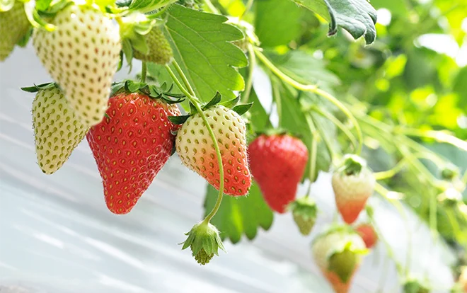 農業の自動化支援