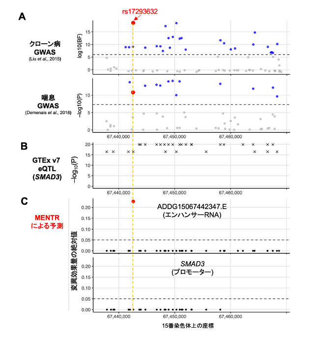図3 MENTRのピンポイント予測の実例 (A) 連鎖不平衡に依存するGWAS結果(公開データから取得)。 (B) 連鎖不平衡に依存する遺伝子発現に関する量的形質座位(eQTL)解析結果(GTExデータベースから取得)。 (C) MENTRによるピンポイント予測(本研究成果)。