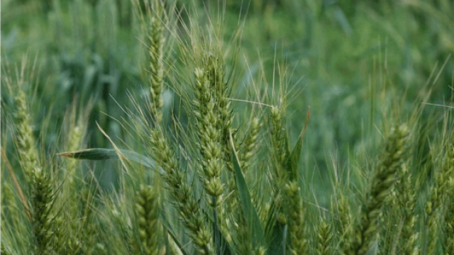 wheat 640x360 3